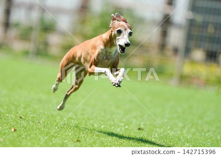義大利靈緹犬在綠草茵的狗場裡快樂地玩耍。 義大利靈緹犬在綠草茵的狗場裡快樂地玩耍。 142715396