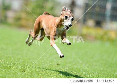義大利靈緹犬在綠草茵的狗場裡快樂地玩耍。 義大利靈緹犬在綠草茵的狗場裡快樂地玩耍。 142715397