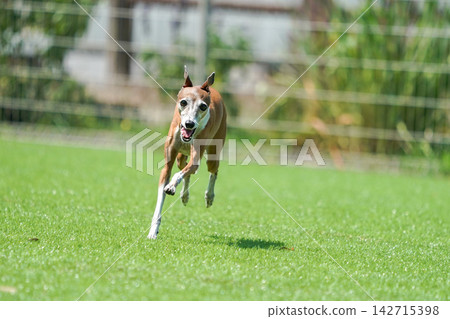 義大利靈緹犬在綠草茵的狗場裡快樂地玩耍。 義大利靈緹犬在綠草茵的狗場裡快樂地玩耍。 142715398