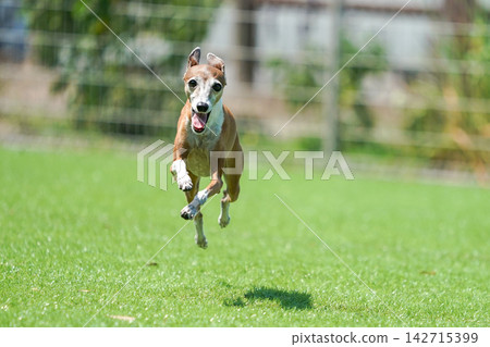 Italian Greyhounds happily playing in a grassy dog run. 142715399