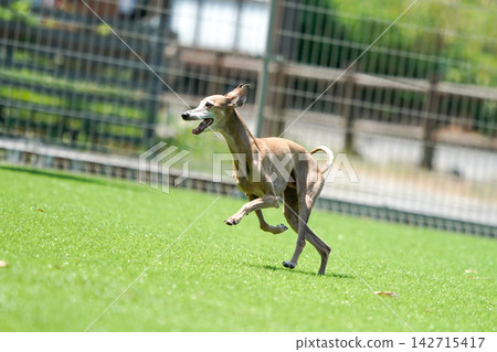 Italian Greyhounds happily playing in a grassy dog run. 142715417