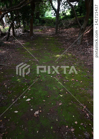 A beautiful walking path through mossy areas and groves of trees, where sunlight filters softly through the leaves. A beautiful walking path through mossy areas and groves of trees, where sunlight filters softly through the leaves. 142715437