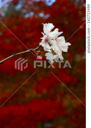 October cherry blossoms blooming against a backdrop of autumn leaves October cherry blossoms blooming against a backdrop of autumn leaves 142715494