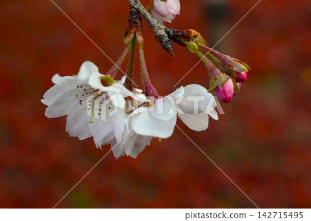 October cherry blossoms blooming against a backdrop of autumn leaves October cherry blossoms blooming against a backdrop of autumn leaves 142715495