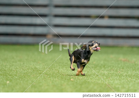 A Chihuahua-Dachshund mix happily playing in the grassy dog run. A Chihuahua-Dachshund mix happily playing in the grassy dog run. 142715511