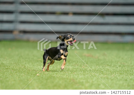 一隻吉娃娃和臘腸犬的混血犬在草地上快樂地玩耍。 142715512