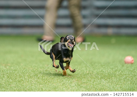 一隻吉娃娃和臘腸犬的混血犬在草地上快樂地玩耍。 142715514