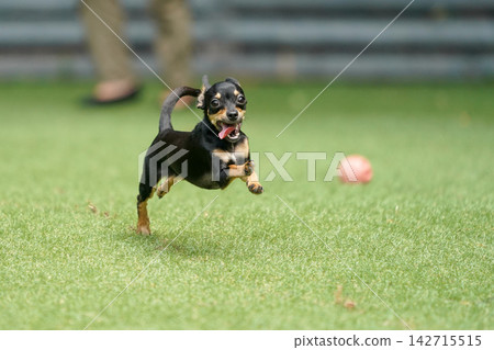 A Chihuahua-Dachshund mix happily playing in the grassy dog run. A Chihuahua-Dachshund mix happily playing in the grassy dog run. 142715515