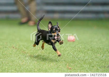 一隻吉娃娃和臘腸犬的混血犬在草地上快樂地玩耍。 142715516