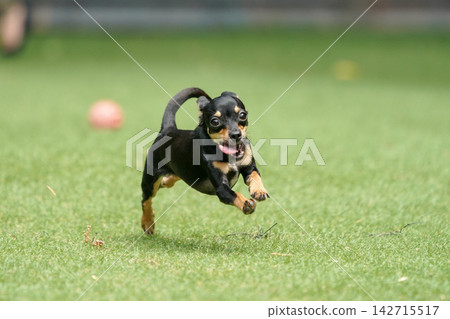 A Chihuahua-Dachshund mix happily playing in the grassy dog run. A Chihuahua-Dachshund mix happily playing in the grassy dog run. 142715517
