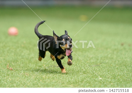 一隻吉娃娃和臘腸犬的混血犬在草地上快樂地玩耍。 142715518