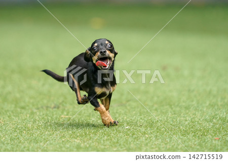 一隻吉娃娃和臘腸犬的混血犬在草地上快樂地玩耍。 一隻吉娃娃和臘腸犬的混血犬在草地上快樂地玩耍。 142715519