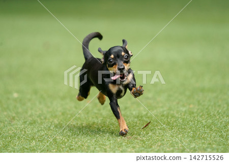 一隻吉娃娃和臘腸犬的混血犬在草地上快樂地玩耍。 142715526