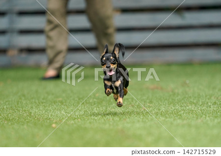 一隻吉娃娃和臘腸犬的混血犬在草地上快樂地玩耍。 一隻吉娃娃和臘腸犬的混血犬在草地上快樂地玩耍。 142715529