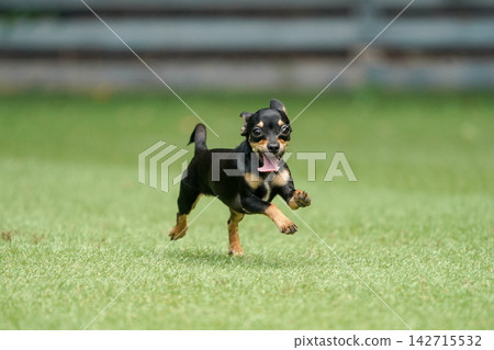 一隻吉娃娃和臘腸犬的混血犬在草地上快樂地玩耍。 一隻吉娃娃和臘腸犬的混血犬在草地上快樂地玩耍。 142715532