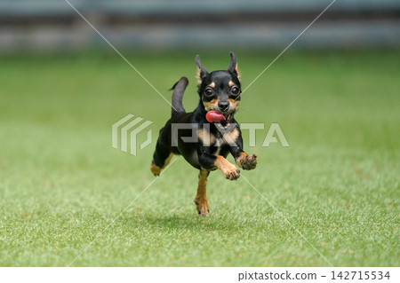 一隻吉娃娃和臘腸犬的混血犬在草地上快樂地玩耍。 一隻吉娃娃和臘腸犬的混血犬在草地上快樂地玩耍。 142715534