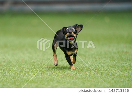 一隻吉娃娃和臘腸犬的混血犬在草地上快樂地玩耍。 一隻吉娃娃和臘腸犬的混血犬在草地上快樂地玩耍。 142715536