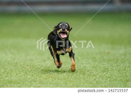 一隻吉娃娃和臘腸犬的混血犬在草地上快樂地玩耍。 一隻吉娃娃和臘腸犬的混血犬在草地上快樂地玩耍。 142715537