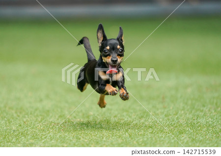 一隻吉娃娃和臘腸犬的混血犬在草地上快樂地玩耍。 142715539