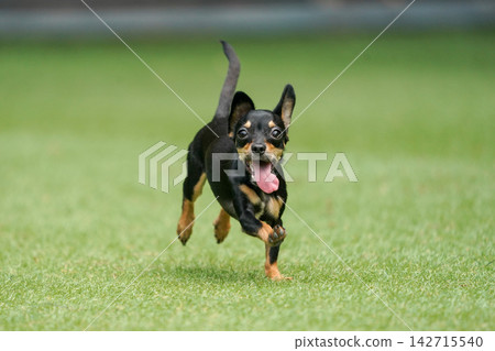 A Chihuahua-Dachshund mix happily playing in the grassy dog run. A Chihuahua-Dachshund mix happily playing in the grassy dog run. 142715540