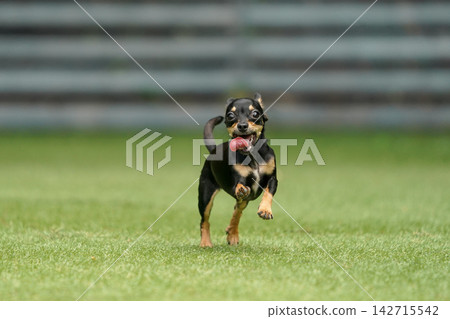 一隻吉娃娃和臘腸犬的混血犬在草地上快樂地玩耍。 一隻吉娃娃和臘腸犬的混血犬在草地上快樂地玩耍。 142715542