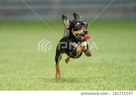 一隻吉娃娃和臘腸犬的混血犬在草地上快樂地玩耍。 一隻吉娃娃和臘腸犬的混血犬在草地上快樂地玩耍。 142715547