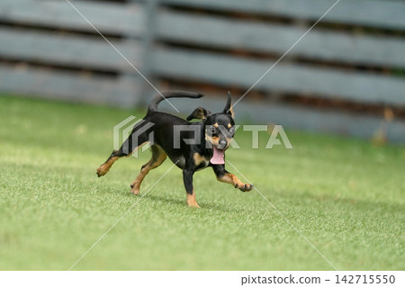 一隻吉娃娃和臘腸犬的混血犬在草地上快樂地玩耍。 一隻吉娃娃和臘腸犬的混血犬在草地上快樂地玩耍。 142715550