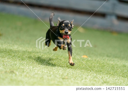 一隻吉娃娃和臘腸犬的混血犬在草地上快樂地玩耍。 一隻吉娃娃和臘腸犬的混血犬在草地上快樂地玩耍。 142715551