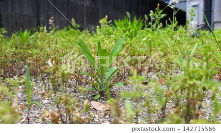 雜草覆蓋花園的圖片 雜草覆蓋花園的圖片 142715566