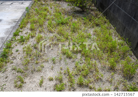 雜草覆蓋花園的圖片 雜草覆蓋花園的圖片 142715567
