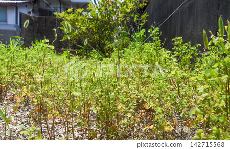 雜草覆蓋花園的圖片 雜草覆蓋花園的圖片 142715568