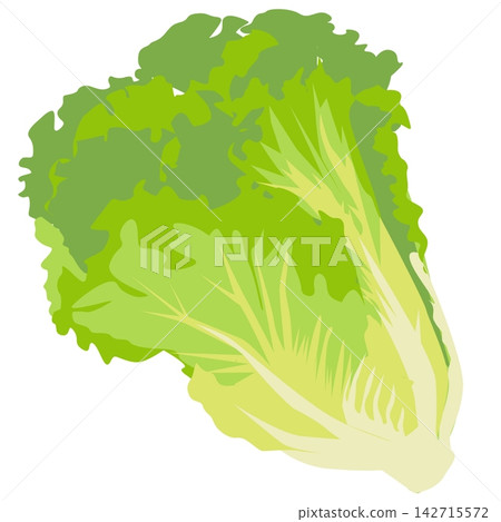 萵苣葉插圖 萵苣葉插圖 142715572