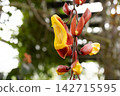 溫室裡，鮮豔的黃紅色熱帶開花灌木「荳蔻」正值盛花期。 142715595