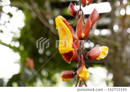溫室裡,鮮豔的黃紅色熱帶開花灌木「荳蔻」正值盛花期。 溫室裡,鮮豔的黃紅色熱帶開花灌木「荳蔻」正值盛花期。 142715595