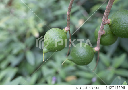 Green macadamia nuts growing on tree branches Green macadamia nuts growing on tree branches 142715596