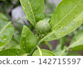 雨後，嫩綠的溫州蜜柑和綠葉上還沾著雨滴。 142715597