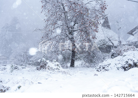 A snow-covered thatched village in Miyama-cho, Nantan City, Kyoto Prefecture, that looks like something out of a folktale. A snow-covered thatched village in Miyama-cho, Nantan City, Kyoto Prefecture, that looks like something out of a folktale. 142715664