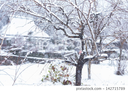 京都府南丹市美山町,白雪皚皚的茅草屋村莊,宛如民間傳說中的場景。 京都府南丹市美山町,白雪皚皚的茅草屋村莊,宛如民間傳說中的場景。 142715789