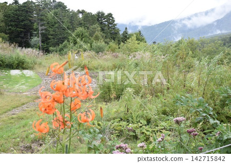 索拉露台:百合花與高原 索拉露台:百合花與高原 142715842