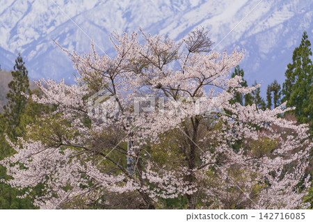 櫻花的風景 櫻花的風景 142716085