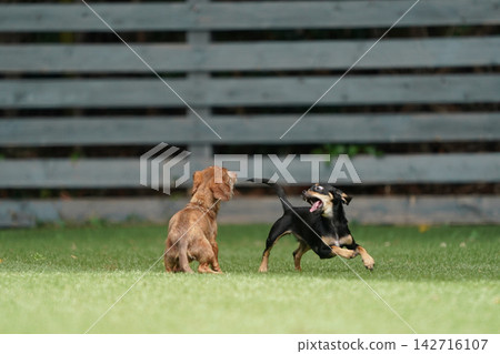 A Miniature Dachshund and a Chiweenie playing together in a grassy dog run. A Miniature Dachshund and a Chiweenie playing together in a grassy dog run. 142716107
