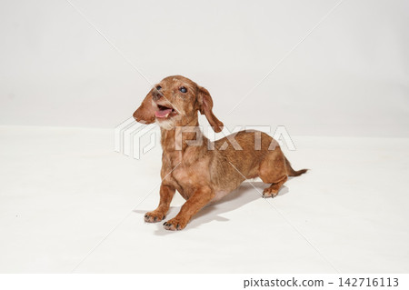 Studio portrait of a Miniature Dachshund against a white background Studio portrait of a Miniature Dachshund against a white background 142716113