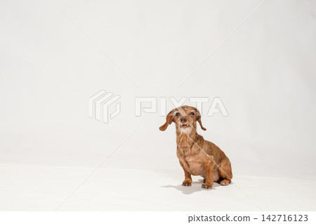 Studio portrait of a Miniature Dachshund against a white background Studio portrait of a Miniature Dachshund against a white background 142716123
