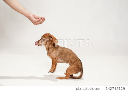 一隻迷你臘腸犬盯著主人手裡拿的零食,然後開始吃起來。 一隻迷你臘腸犬盯著主人手裡拿的零食,然後開始吃起來。 142716129