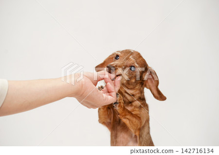 A miniature dachshund gazes at the treats its owner is holding and then begins to eat. 142716134