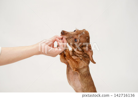 A miniature dachshund gazes at the treats its owner is holding and then begins to eat. 142716136