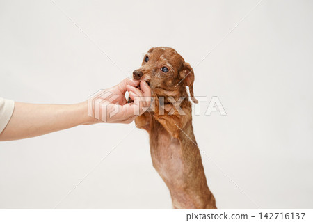 A miniature dachshund gazes at the treats its owner is holding and then begins to eat. A miniature dachshund gazes at the treats its owner is holding and then begins to eat. 142716137
