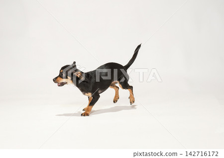 白色背景上的吉娃娃混種犬影棚肖像照 142716172