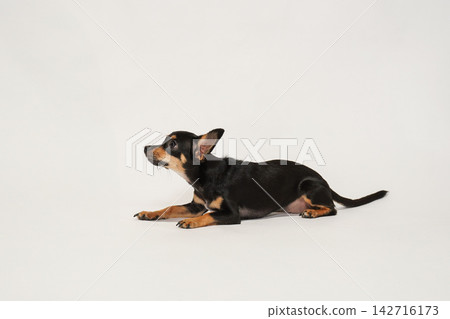 Studio portrait of a Chihuahua mix against a white background Studio portrait of a Chihuahua mix against a white background 142716173