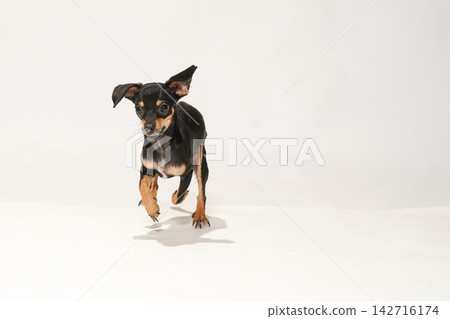 白色背景上的吉娃娃混種犬影棚肖像照 142716174
